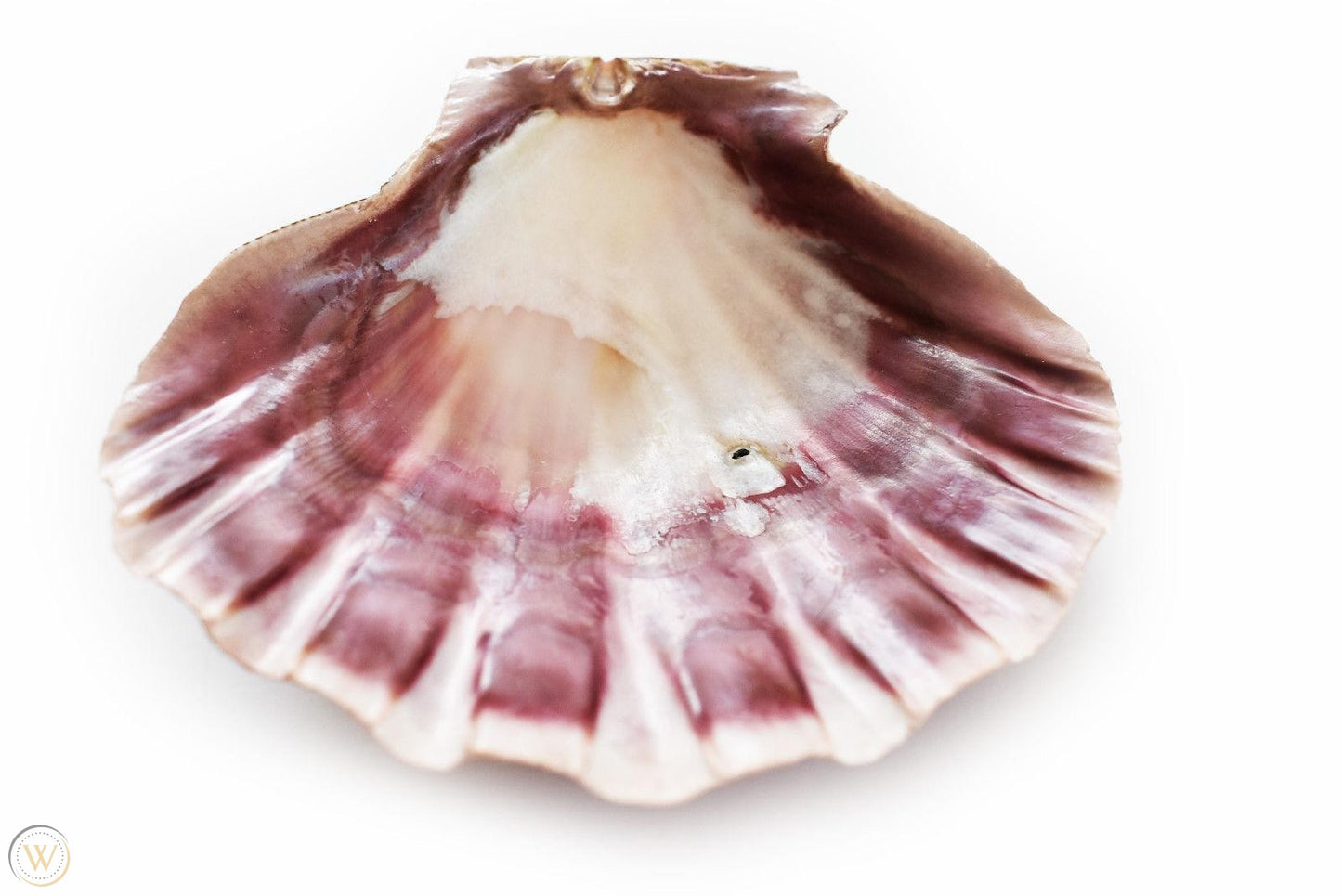Lion's Paw Shell with Wooden Chakra Stand