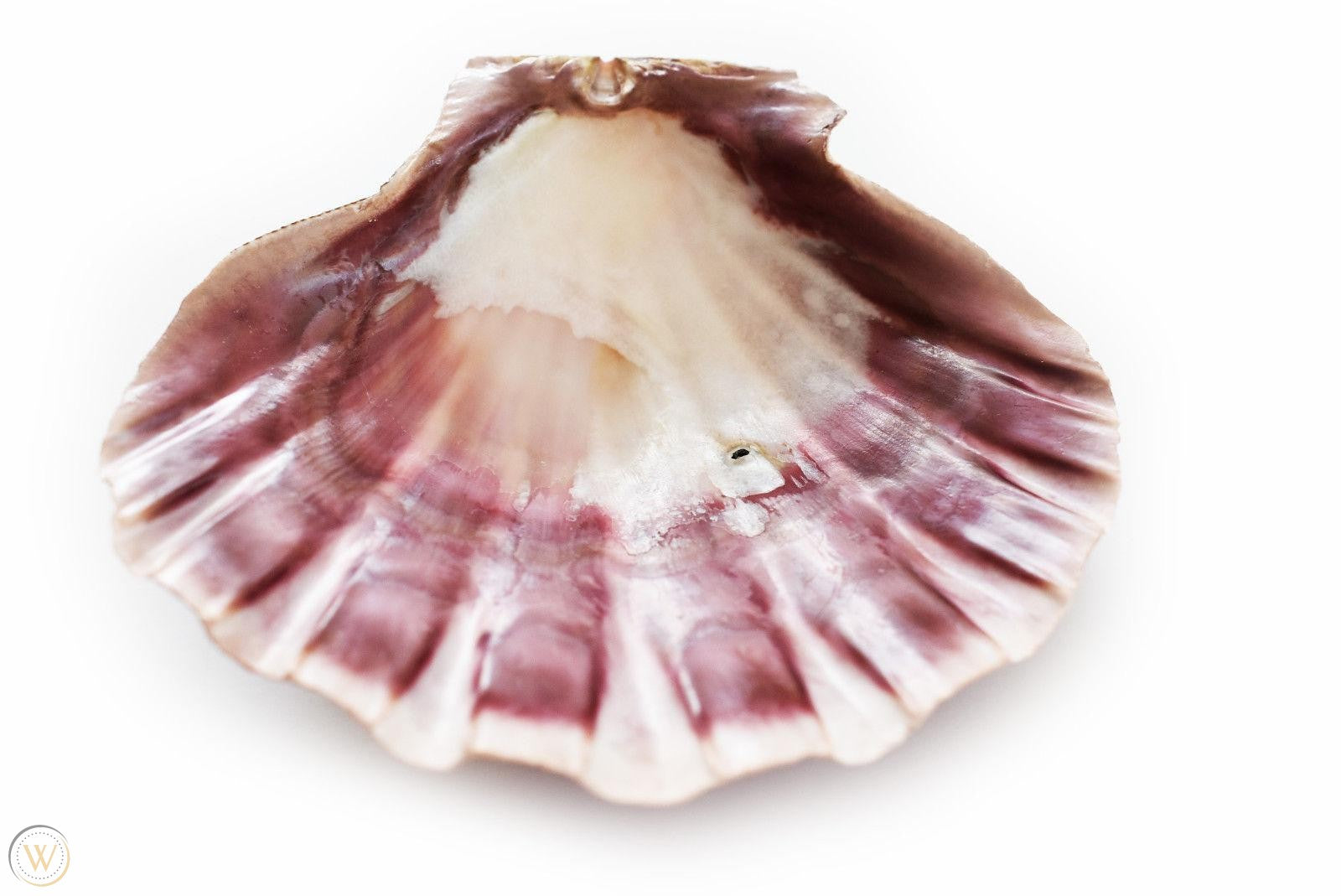 Lion's Paw Sea Shell – Kemetic Science Institute